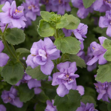 Bacopa Scopia Double Ballerina Indigo Blue