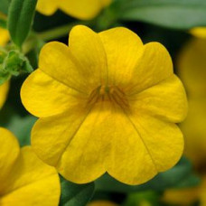 Calibrachoa Cabaret Deep Yellow