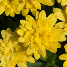 Osteospermum 3D Double Yellow