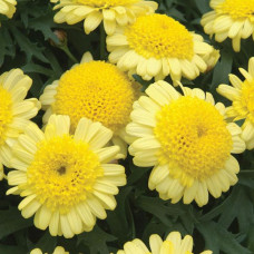 Argyranthemum Madeira Crested Yellow