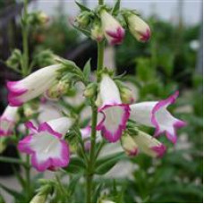 Penstemon Laura