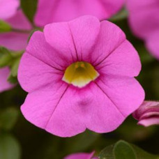 Calibrachoa Cabaret Light Pink