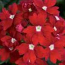 Verbena Showboat Red Eye