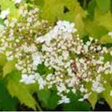 Viburnum Harvest Gold (Park Harvest)