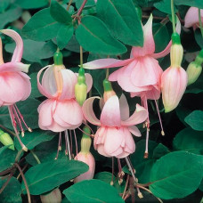 Fuchsia Claudia