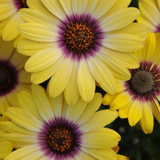 Osteospermum Serenity Blue Eyed Beauty