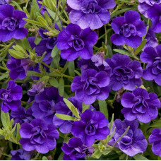 Calibrachoa Can-Can Double Blue