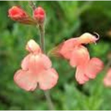 Salvia California Sunset greggii