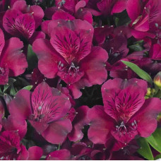 Alstroemeria Inticancha Dark Purple