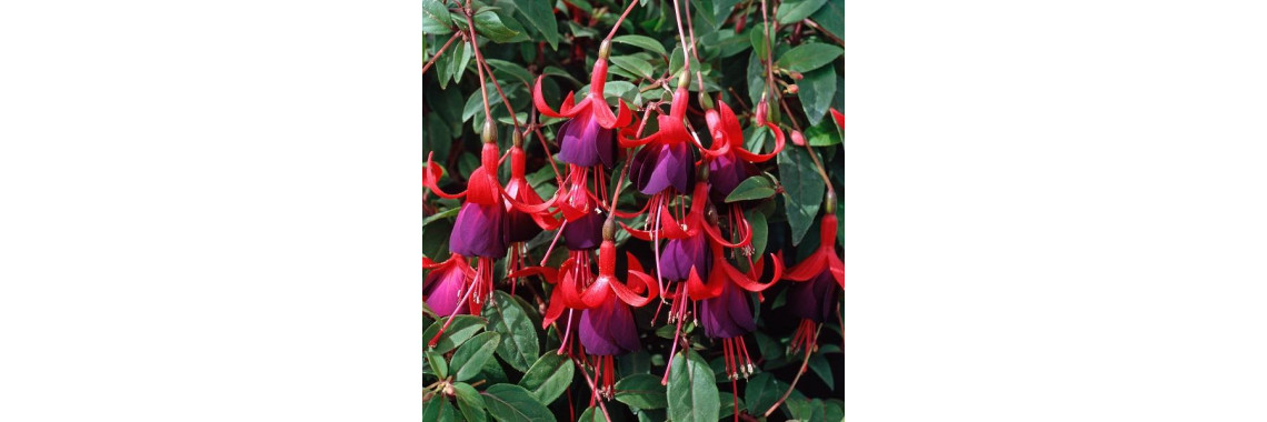 Fuchsia Hardy Brutus