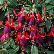 Fuchsia Hardy Brutus