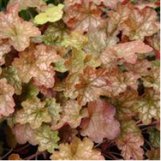 Heuchera Ginger Ale