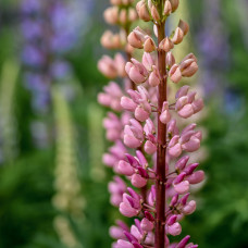 Lupin Gallery Pink