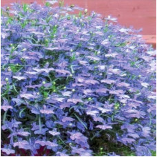 Lobelia Infinity Blue