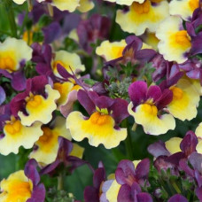 Nemesia Aroma Rhubarb & Custard