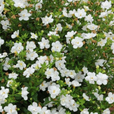 Bacopa Scopia Double Ballerina Snowball