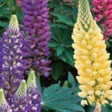 Lupin - Gallery Yellow