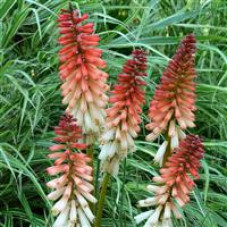 Kniphofia Orange Vanilla Popsicle