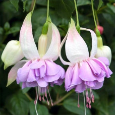 Fuchsia Wendy's Beauty