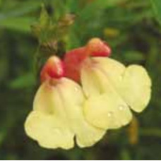 Salvia La Mancha