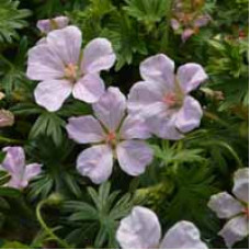 Geranium Cranesbill Pouffe Pink