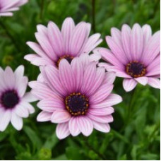 Osteospermum Sennen Sunrise