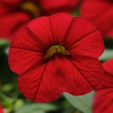 Calibrachoa Cabaret Bright Red