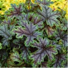 Heuchera Tapestry