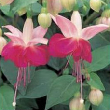 Fuchsia Paula Jane