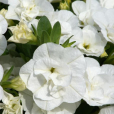 Calibrachoa Can-Can Double White