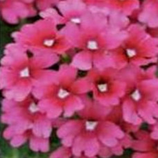 Verbena Showboat Magenta