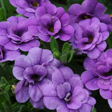 Calibrachoa Can-Can Double Provence Blue