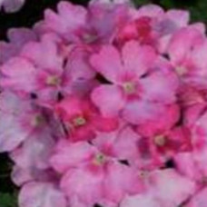 Verbena Showboat Pink