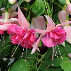 Fuchsia Bella Rosella