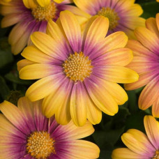 Osteospermum Serenity Blushing Beauty