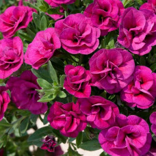 Calibrachoa Can-Can Double Magenta