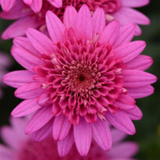 Argyranthemum Crested Hot Pink