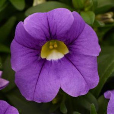 Calibrachoa Cabaret Lavender Improved