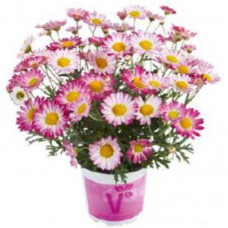 Argyranthemum Aramis Bicolour Rose