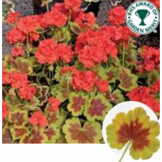 Geranium Occold Shield