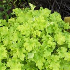 Heuchera Lime Marmalade