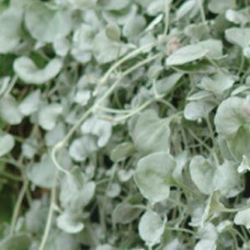 Dichondra Silver Falls