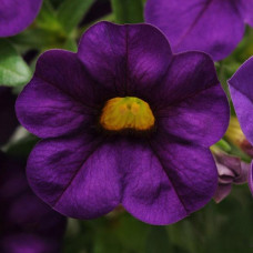 Calibrachoa Cabaret Purple