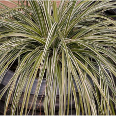 Carex Everest