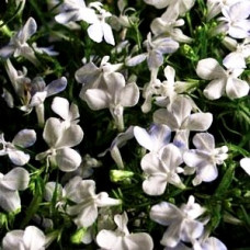 Lobelia Waterfall White Sparkle