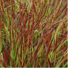 Imperata Rubra (Japanese Blood Grass)