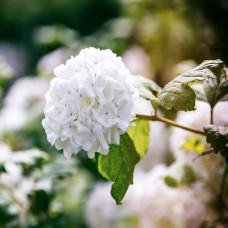 Viburnum Opulus Roseum (Snowball Tree)