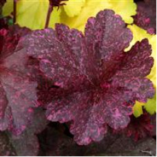 Heuchera Midnight Rose