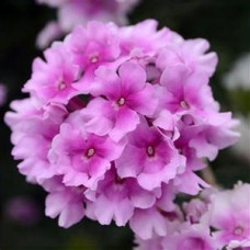 Verbena EnduraScape Pink Bicolor