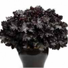 Heuchera Black Pearl